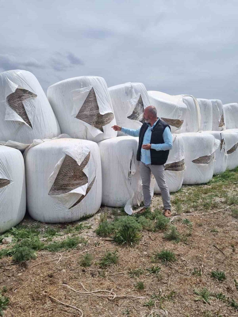 Niğde’de Silaj Paketleri Kimliği Belirsiz Kişi Veya Kişilerce Kesildi