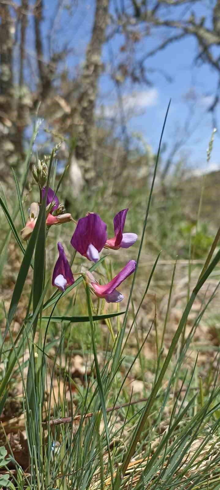 Eskişehirli Doğa Tutkunları Çiçekler Arasında Yürüyüş Yaptı