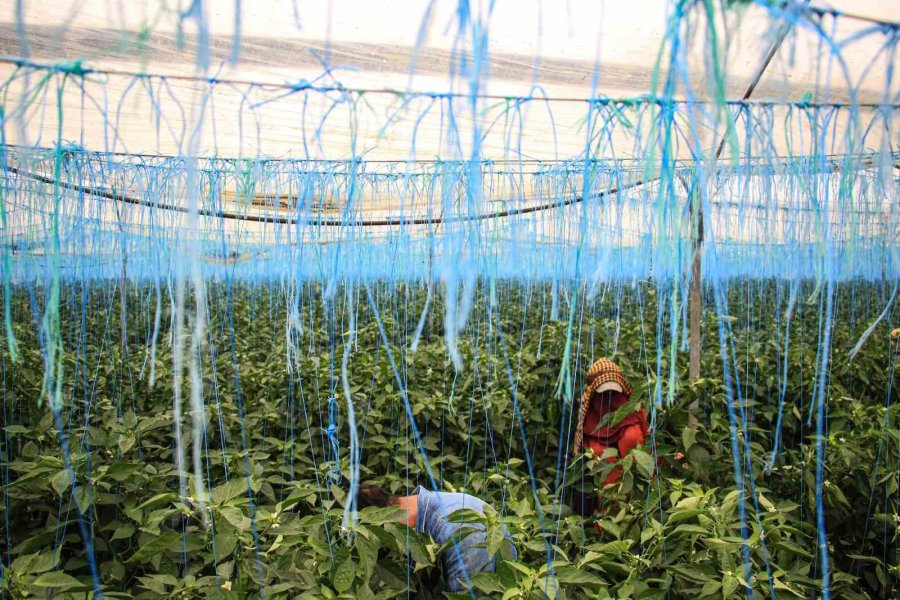 Seralarda Sıcak Havada Zorlu Hasat