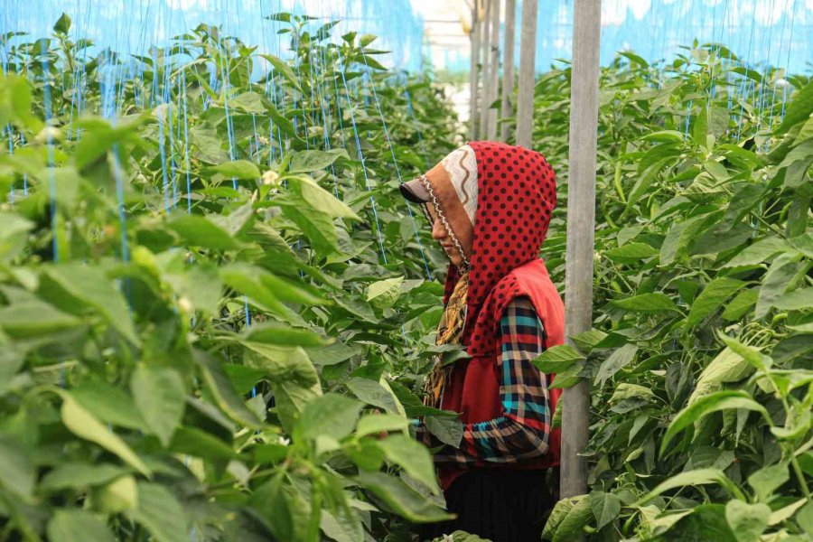 Seralarda Sıcak Havada Zorlu Hasat