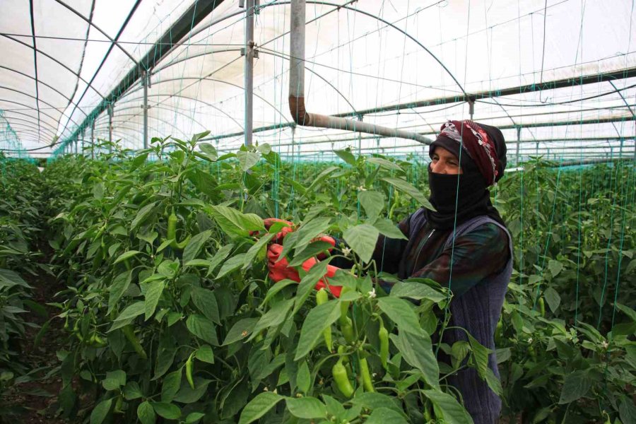 Seralarda Sıcak Havada Zorlu Hasat