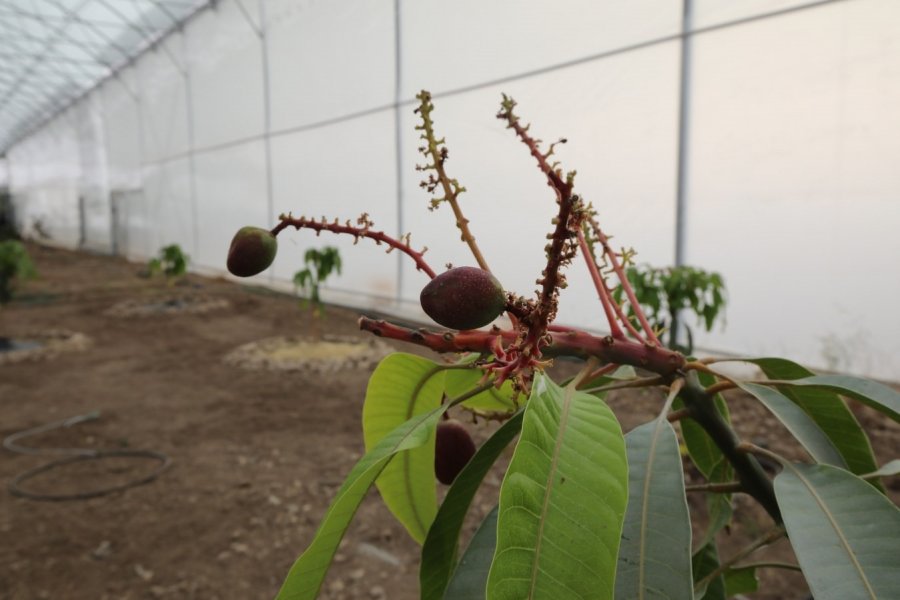 Kumluca Myo’da 17 Tropik Meyve Türü Araştırılıyor