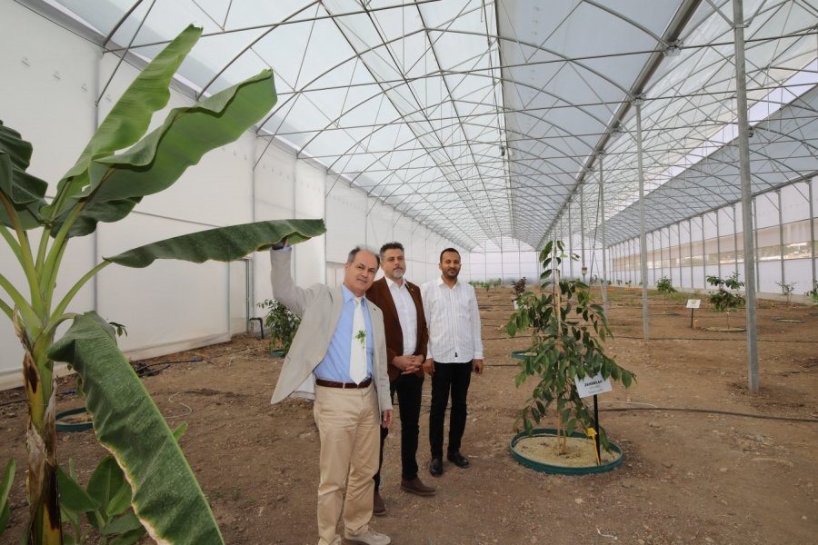 Kumluca Myo’da 17 Tropik Meyve Türü Araştırılıyor