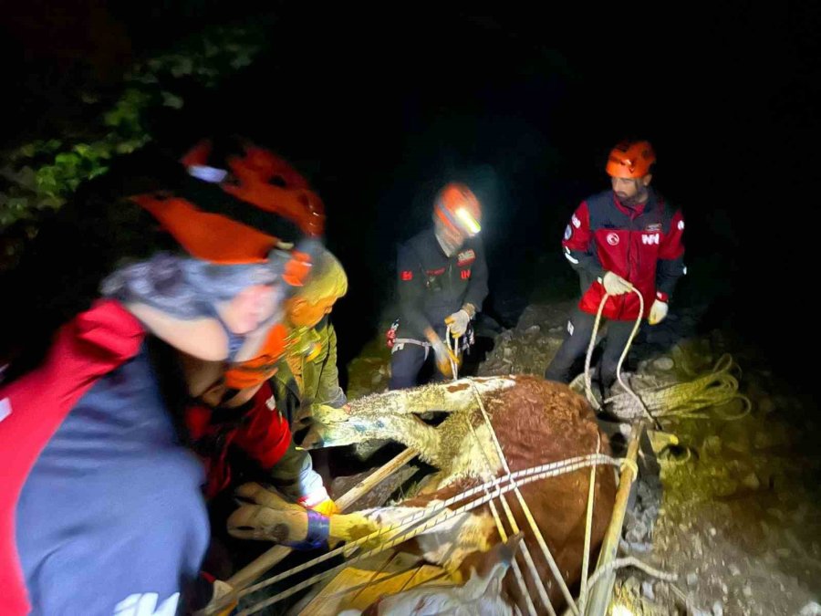 Alanya’da Kamyondan Düşen Dana 400 Metrelik Uçurumdan Kurtarıldı