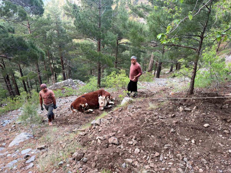 Alanya’da Kamyondan Düşen Dana 400 Metrelik Uçurumdan Kurtarıldı