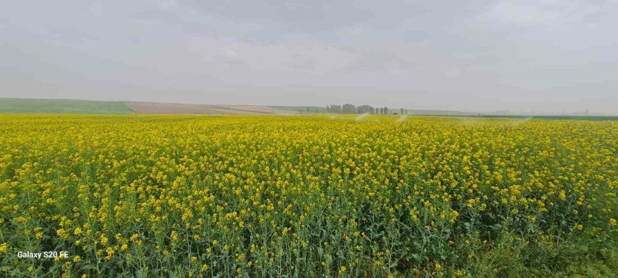 Çifteler, Günyüzü Ve Sivrihisar İlçeleri Kanola Çiçekleriyle Sarıya Boyandı