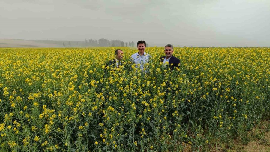 Çifteler, Günyüzü Ve Sivrihisar İlçeleri Kanola Çiçekleriyle Sarıya Boyandı