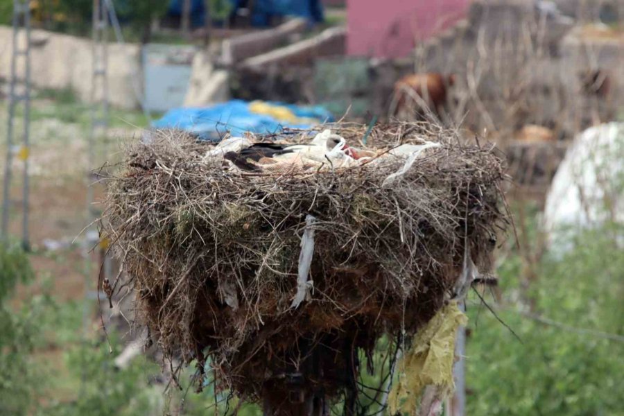 "leylekli Köy" Misafirlerini Ağırlamaya Başladı