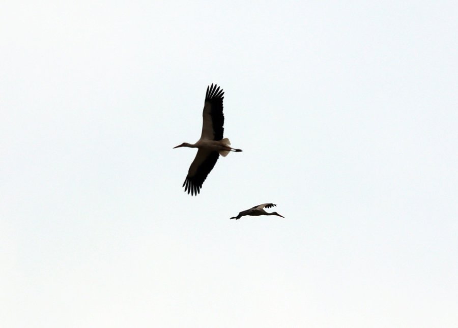 "leylekli Köy" Misafirlerini Ağırlamaya Başladı