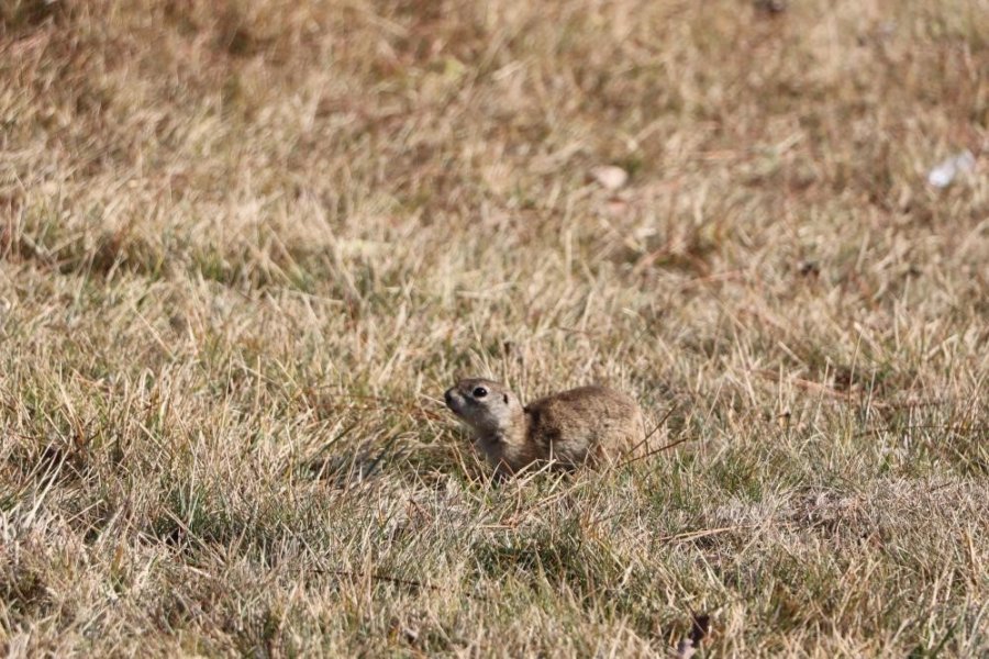 Erciyes Üniversitesi ’gelengi’leri Besledi