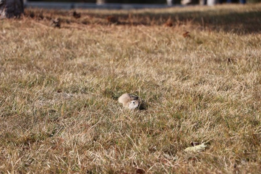 Erciyes Üniversitesi ’gelengi’leri Besledi