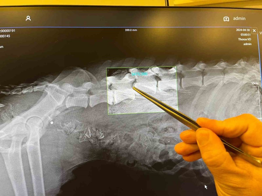 Hayvanseverlerden Yerel Yönetimlere ’yetersiz Hizmet’ Tepkisi