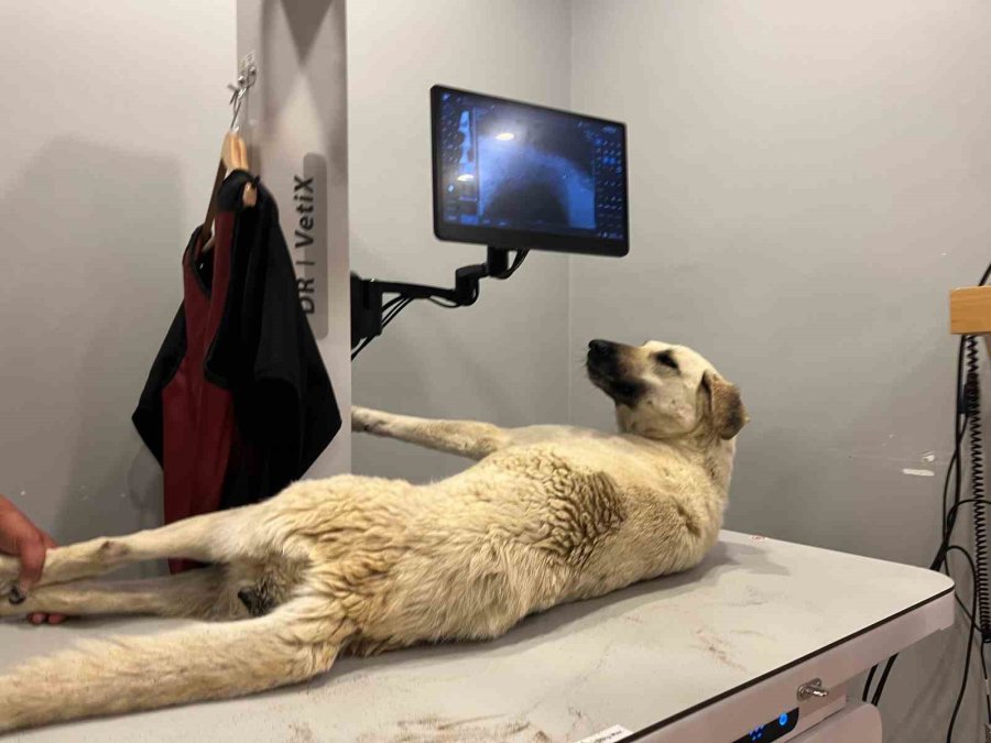 Hayvanseverlerden Yerel Yönetimlere ’yetersiz Hizmet’ Tepkisi