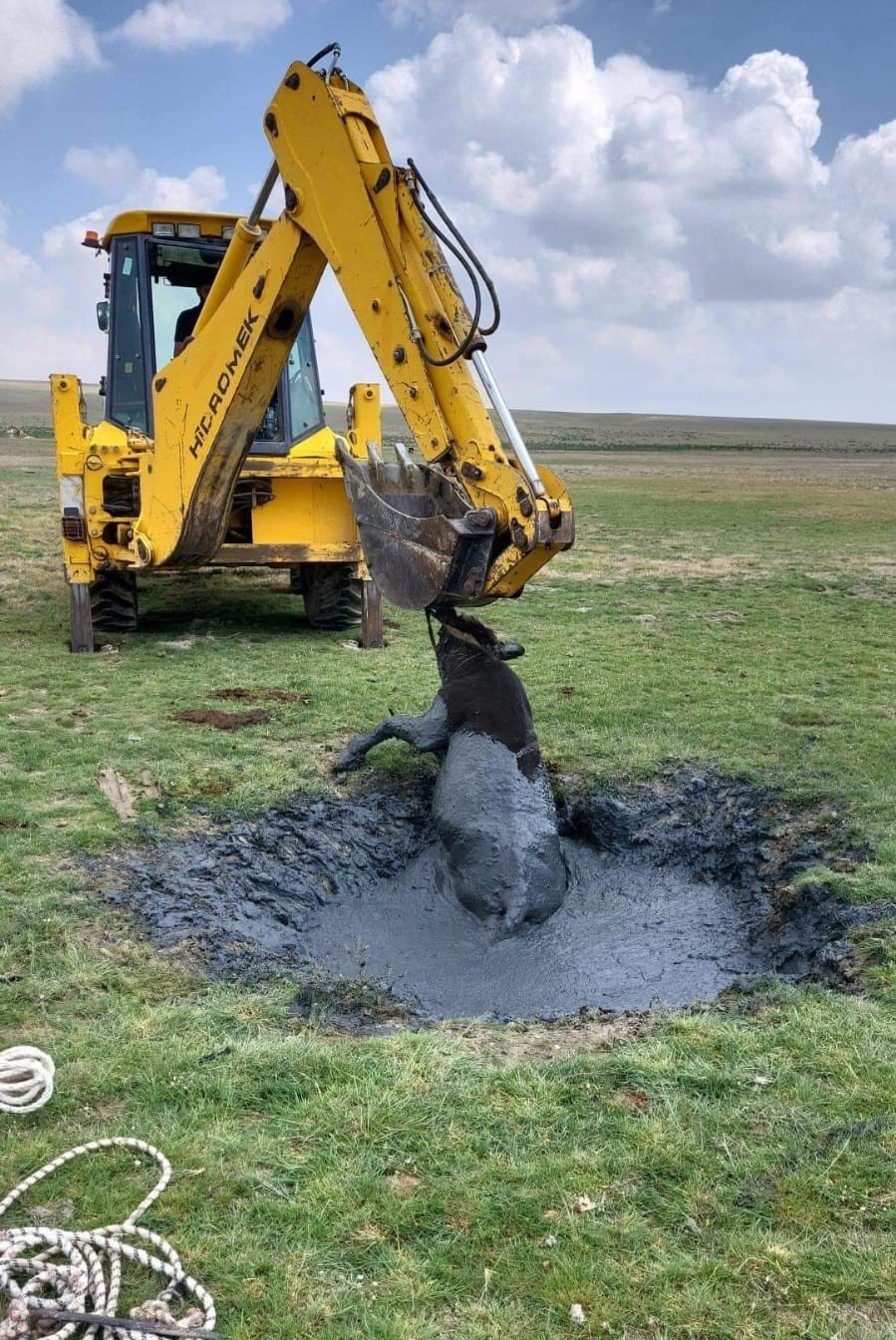 Çamura Batan İnek İş Makinesiyle Kurtarıldı