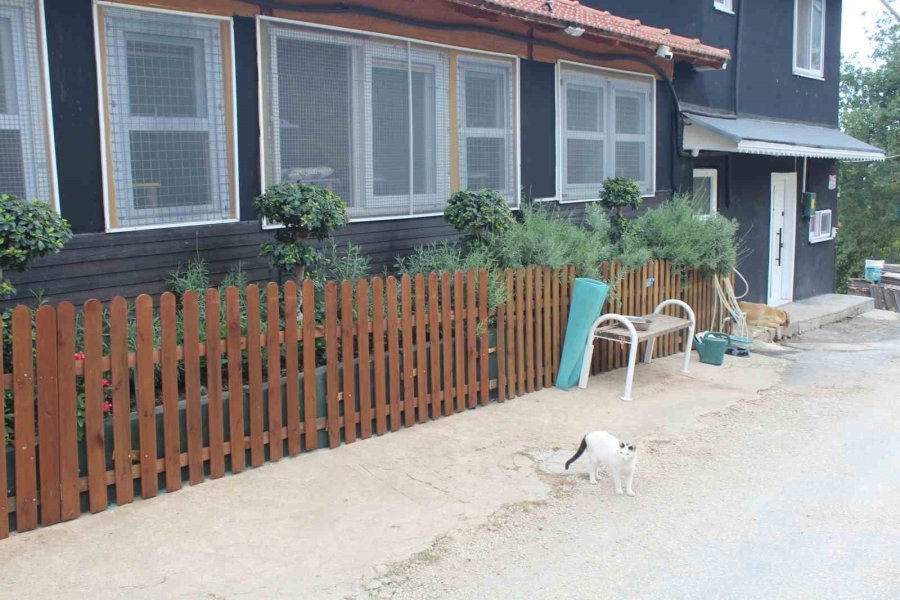 Antalya’da Kedi Köpek Oteline Silahlı Ve Uçan Tekmeli Saldırı