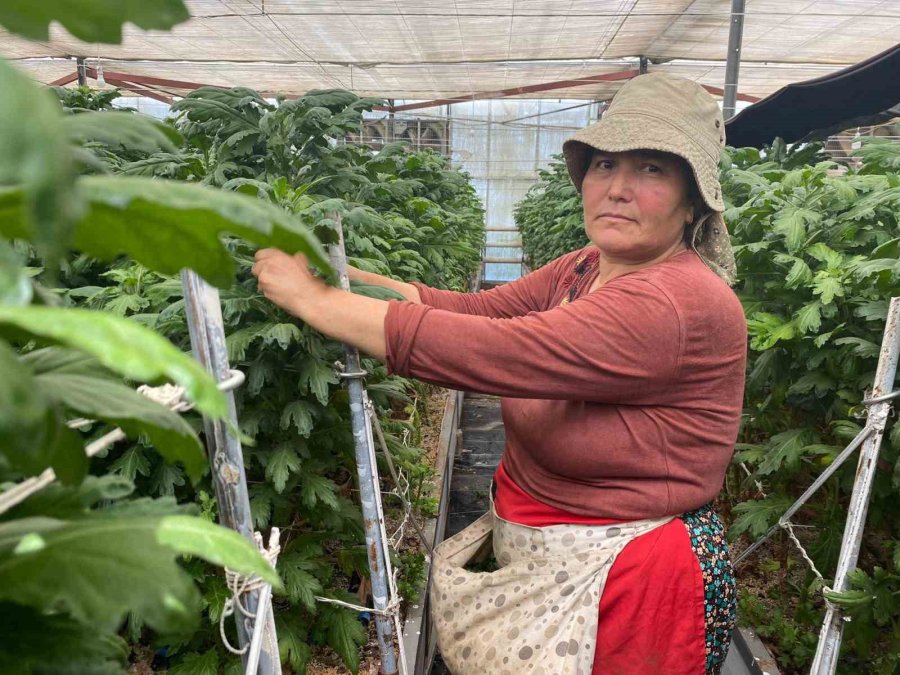 Çiçek Üreticileri Anneler Günü’ne Hazırlanıyor