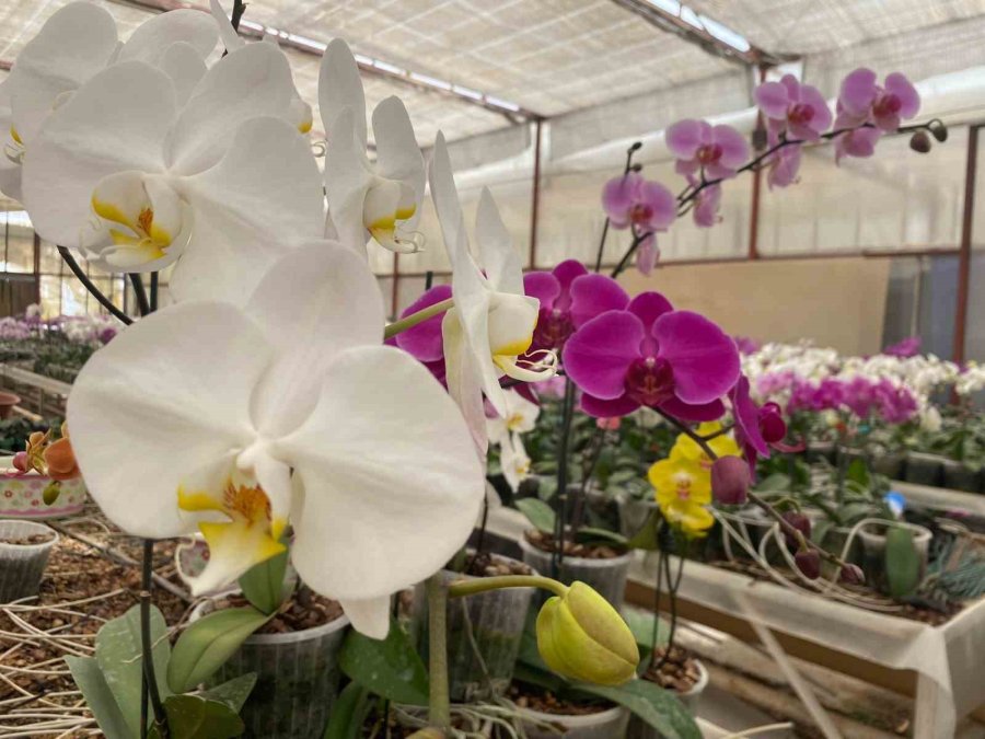 Çiçek Üreticileri Anneler Günü’ne Hazırlanıyor