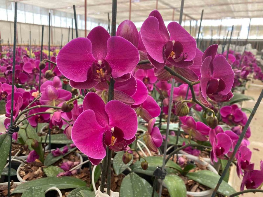 Çiçek Üreticileri Anneler Günü’ne Hazırlanıyor