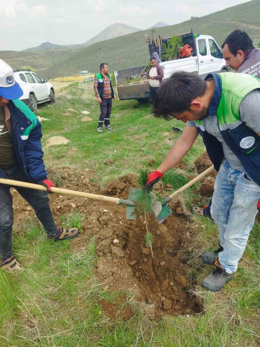 Pınarbaşı’nda Başıboş Köpekler Toplanacak
