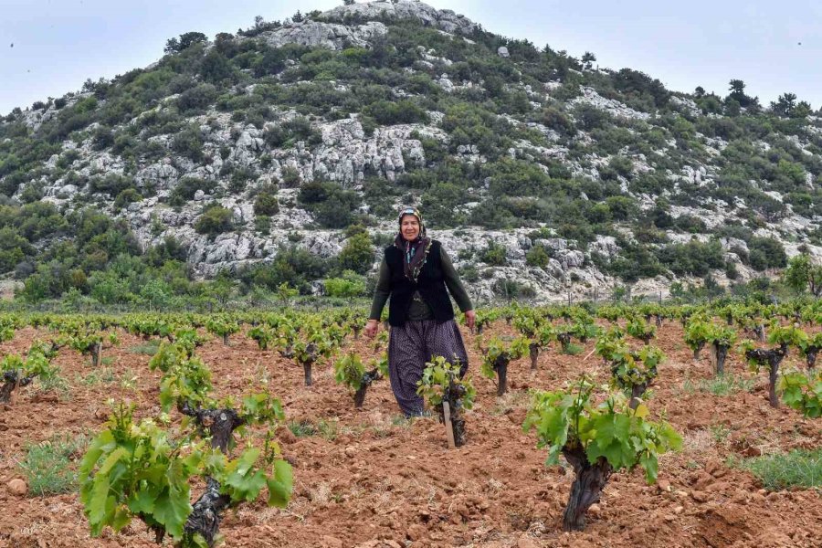 Mersin’de ’organik Tarım’ Projesi İle Ürünlerin Verimi Artıyor