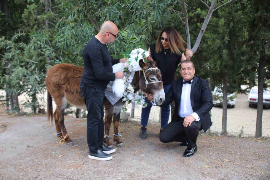 Nesli Tükenmesin Diye Eşeklere Sembolik Düğün