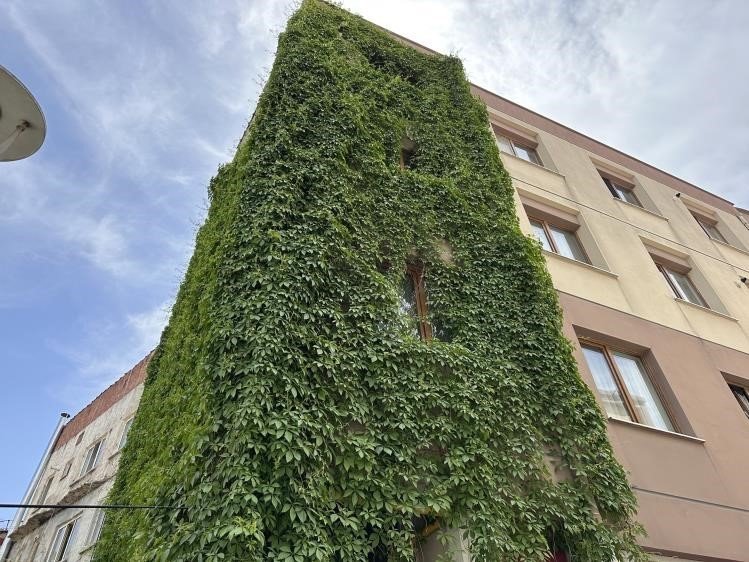 Apartmanı Saran Sarmaşık Görenleri Kendisine Hayran Bırakıyor