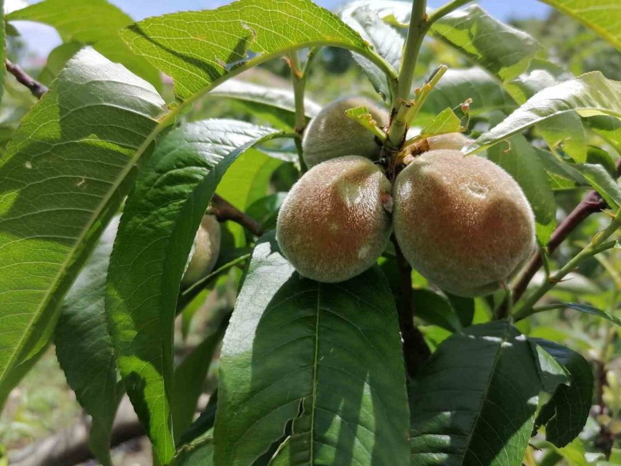 Mersin Erdemli’de Dolu Bin 600 Dekar Ekili Alana Zarar Verdi