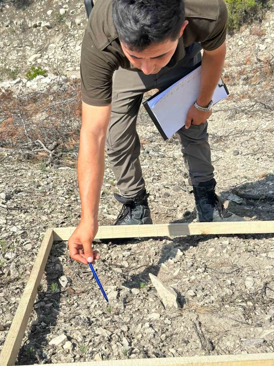 Mersin Ormanlarında Fidan Sayım Programı Başladı