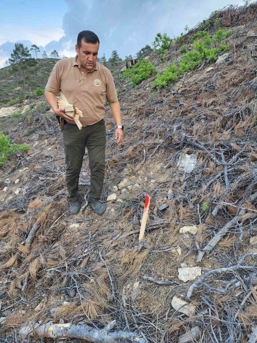 Mersin Ormanlarında Fidan Sayım Programı Başladı
