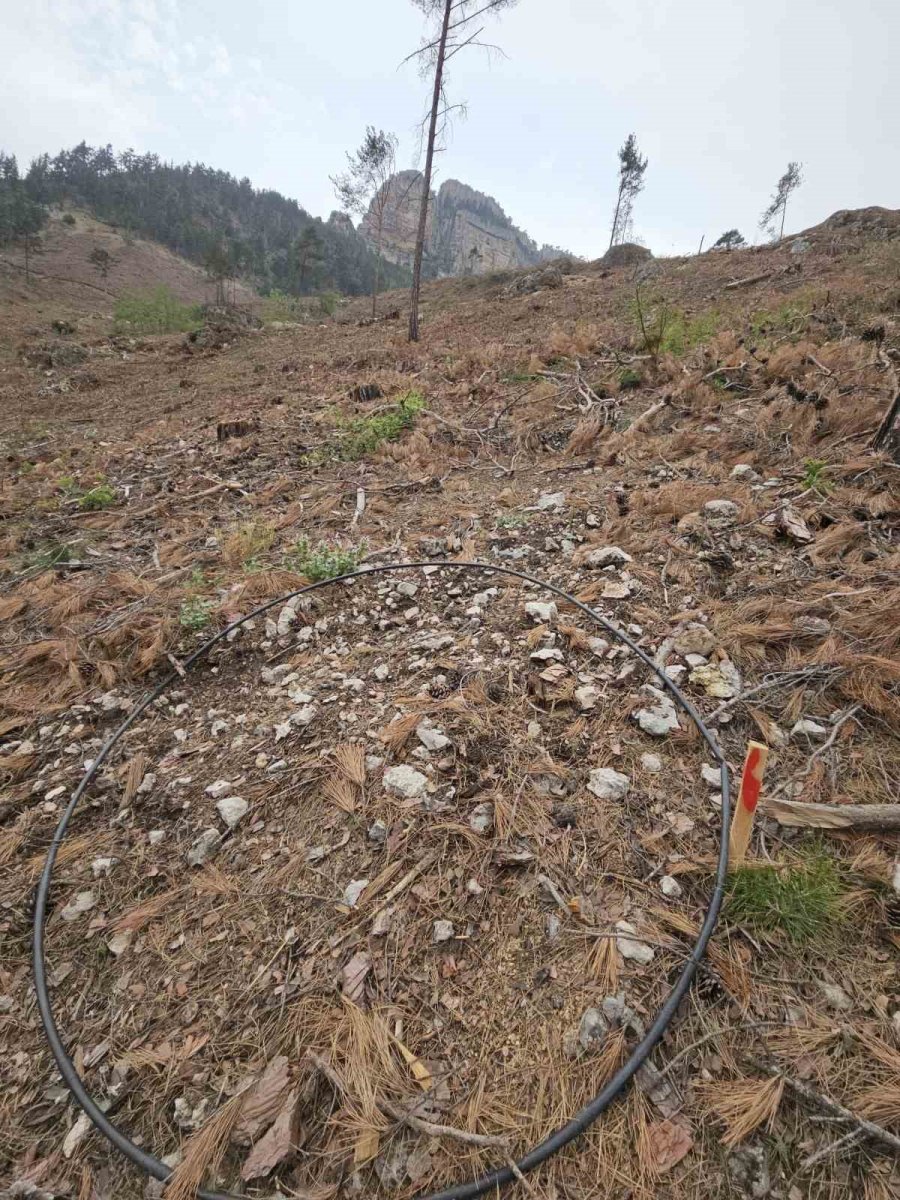 Mersin Ormanlarında Fidan Sayım Programı Başladı