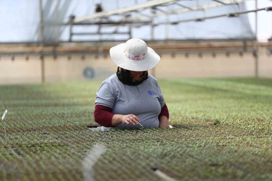 Antalya’da 2 Milyon Yazlık Çiçek Toprakla Buluşuyor