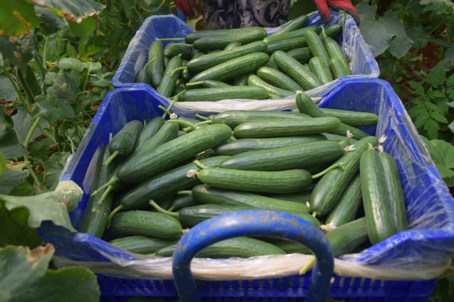Kadın Çiftçi Kızıyla Birlikte Her Sabah Girdiği 3 Dekarlık Serada Gece Gündüz Çalışıyor