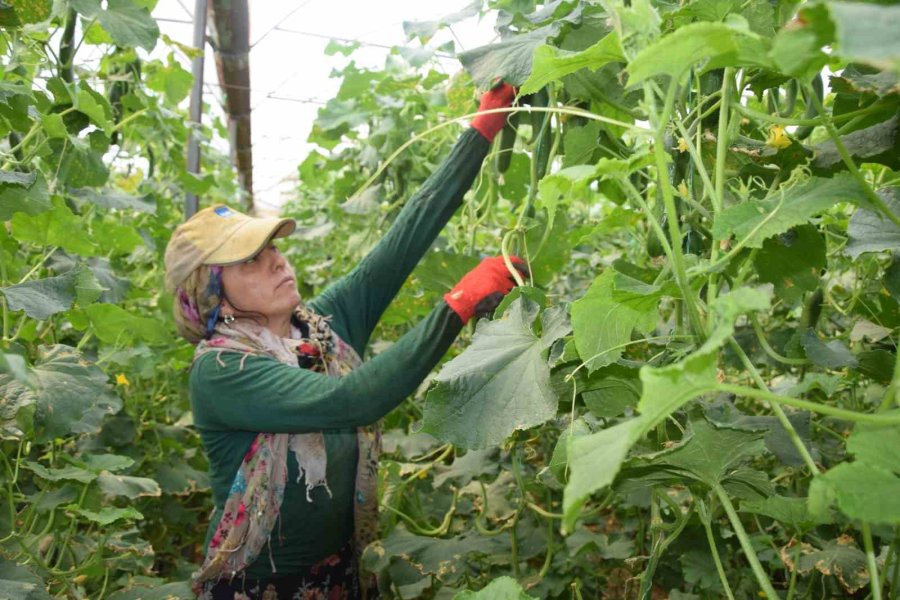 Kadın Çiftçi Kızıyla Birlikte Her Sabah Girdiği 3 Dekarlık Serada Gece Gündüz Çalışıyor