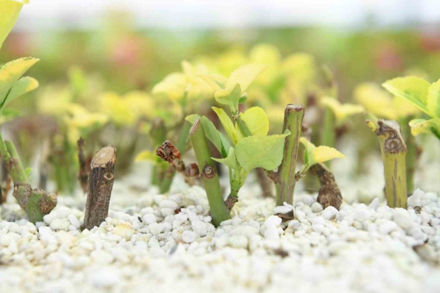 Annesine En Güzel Çiçeği Yapmak İsteyenler Hayatpark’ta Buluşacak