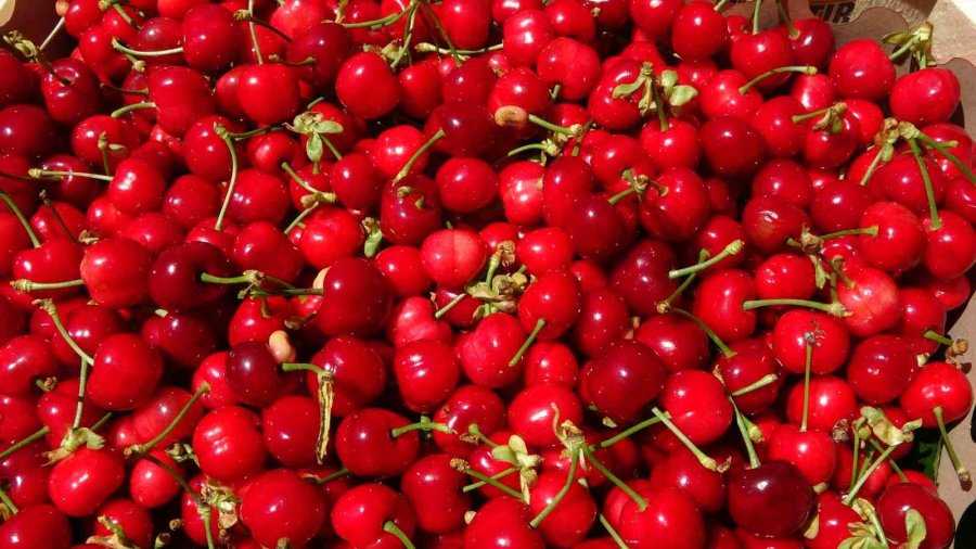 Mersin’de Turfanda Kiraz Hasadı Başladı