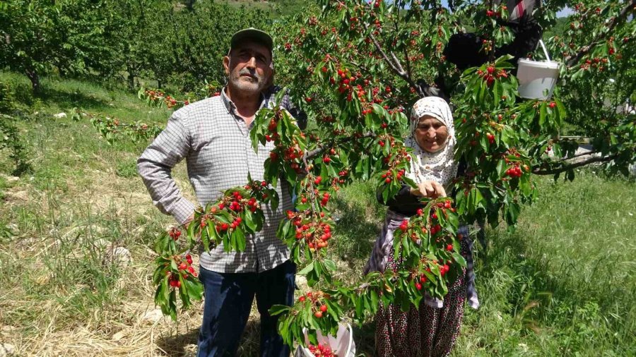 Mersin’de Turfanda Kiraz Hasadı Başladı