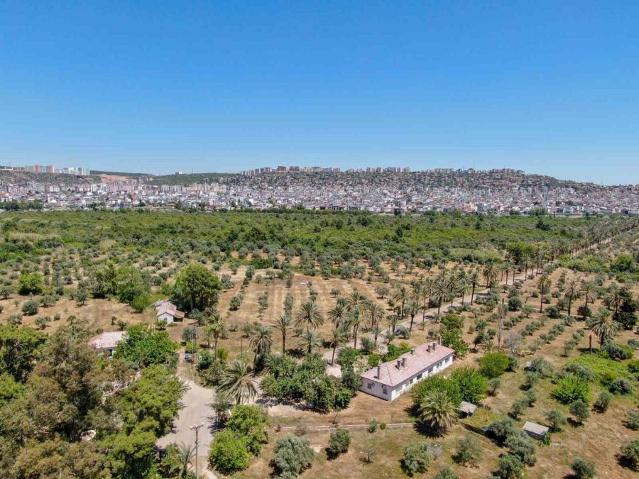 7 Yürüyüş Parkuru 25 Bin Ağaçla Kentin Akciğeri Zeytinpark, Antalyalıları Bekliyor