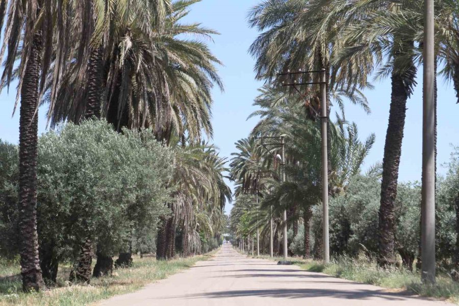 7 Yürüyüş Parkuru 25 Bin Ağaçla Kentin Akciğeri Zeytinpark, Antalyalıları Bekliyor