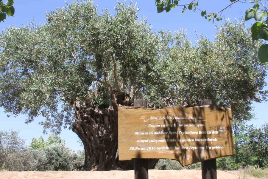 7 Yürüyüş Parkuru 25 Bin Ağaçla Kentin Akciğeri Zeytinpark, Antalyalıları Bekliyor