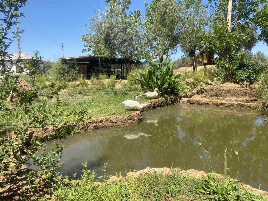 7 Yürüyüş Parkuru 25 Bin Ağaçla Kentin Akciğeri Zeytinpark, Antalyalıları Bekliyor