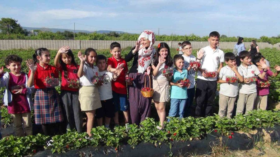Milli Eğitim Müdürü Şalvar Giydi, Yazma Taktı, Öğrencilerle Birlikte Çilek Hasat Etti