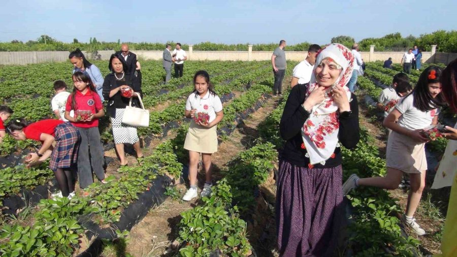 Milli Eğitim Müdürü Şalvar Giydi, Yazma Taktı, Öğrencilerle Birlikte Çilek Hasat Etti