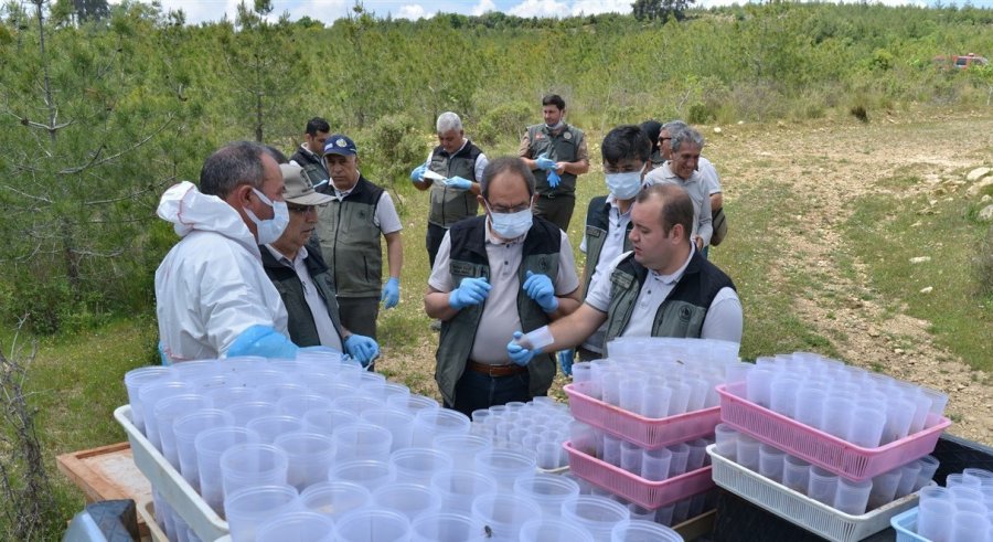 Mersin’de Orman Zararlılarıyla Biyolojik Mücadele Sürüyor