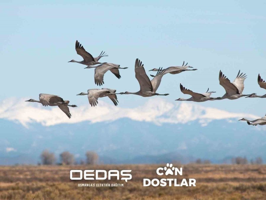 Oedaş ‘can Dostlar’ Projesinin Kapsamını Genişletti