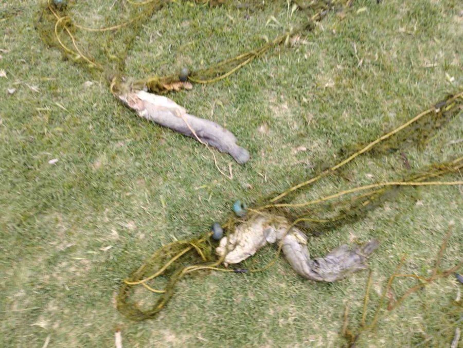 Bilinçsizce Atılan Ağlar Onlarca Canlının Telef Olmasına Neden Oldu