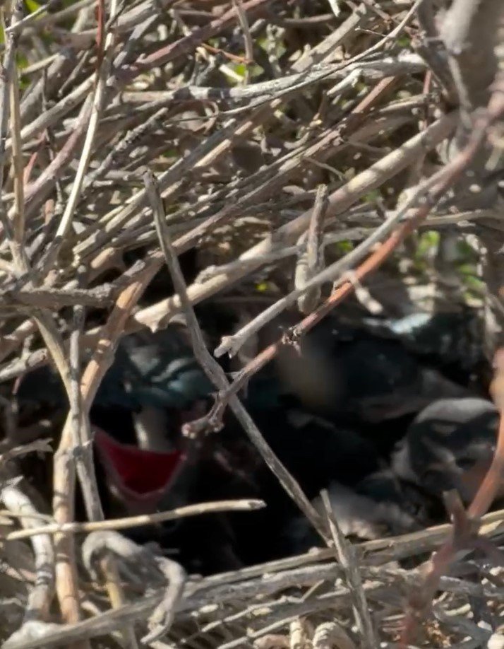 Yuvasından Düşen Karga Yavrusu Yuvasına Bırakıldı