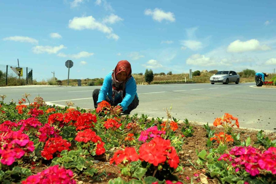 Alanya’da 571 Bin 250 Adet Mevsimlik Çiçek Toprakla Buluştu