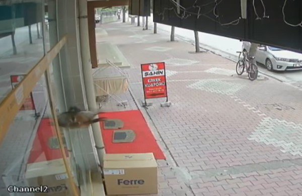 Bu Sefer Kontrolden Çıkan Araç Değil, Kuş Oldu