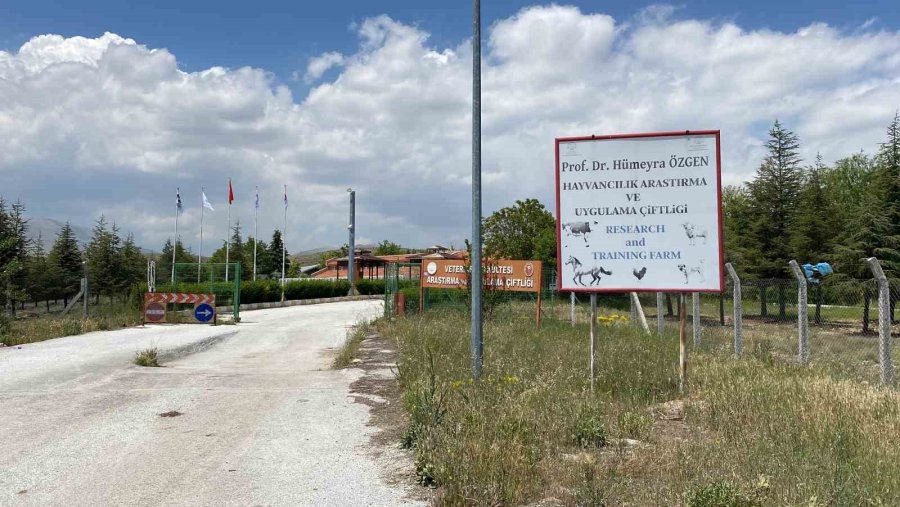 Veteriner Adayları Üniversitenin Çiftliğinde Eğitim Görüyor