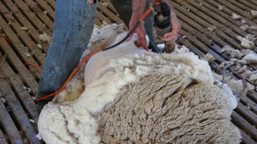 Veteriner Adayları Üniversitenin Çiftliğinde Eğitim Görüyor